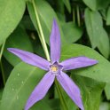 Vinca major 'Difformis'